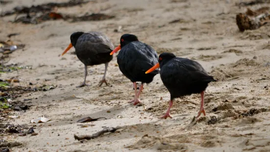 Beaks and Feathers