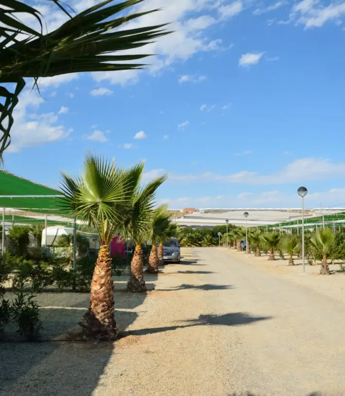 El Ejido