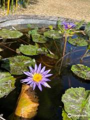 Bambous En Provence