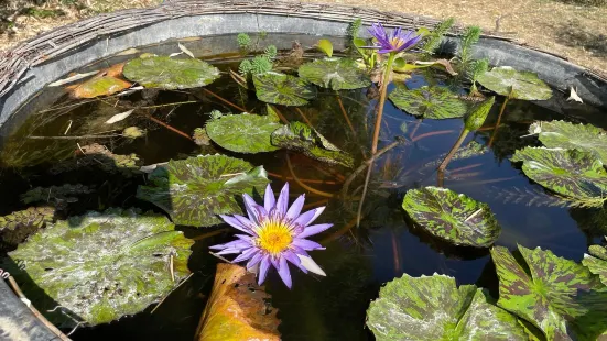 Bambous En Provence