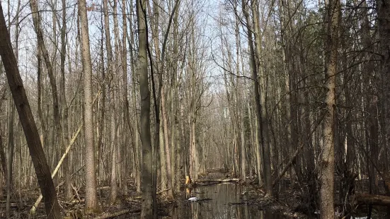 Morgan Arboretum