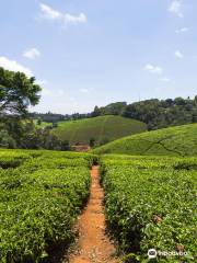 Kiambethu Tea Farm