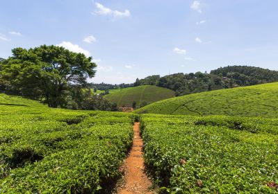 Kiambethu Tea Farm