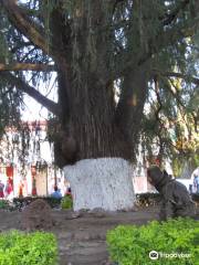 Hijo del árbol de la Noche Triste