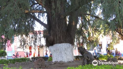 Hijo del Arbol de la Noche Triste