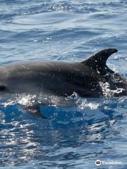 Mola Mola Tenerife Sailing