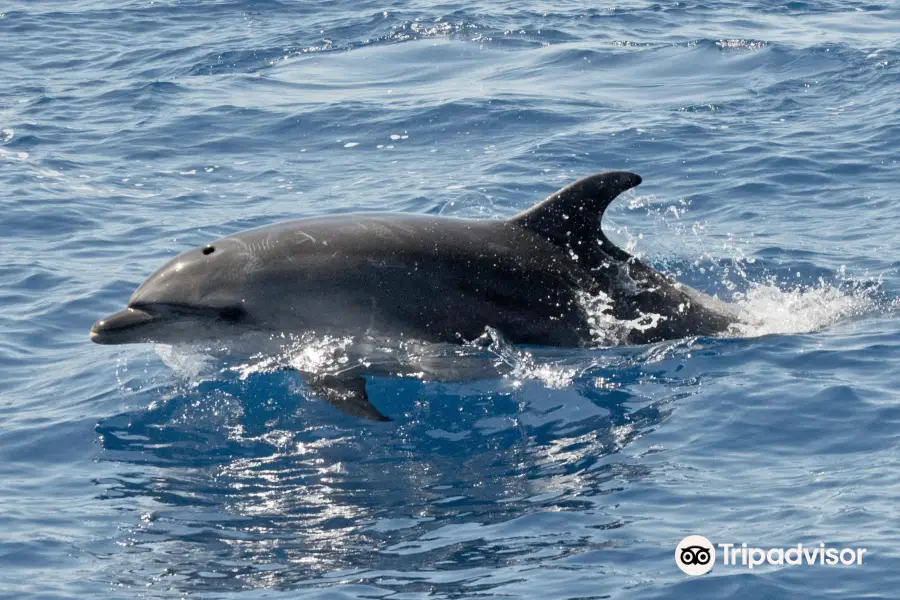 Mola Mola Tenerife Sailing