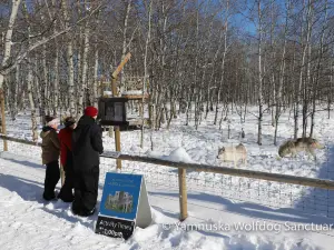 Yamnuska Wolfdog Sanctuary