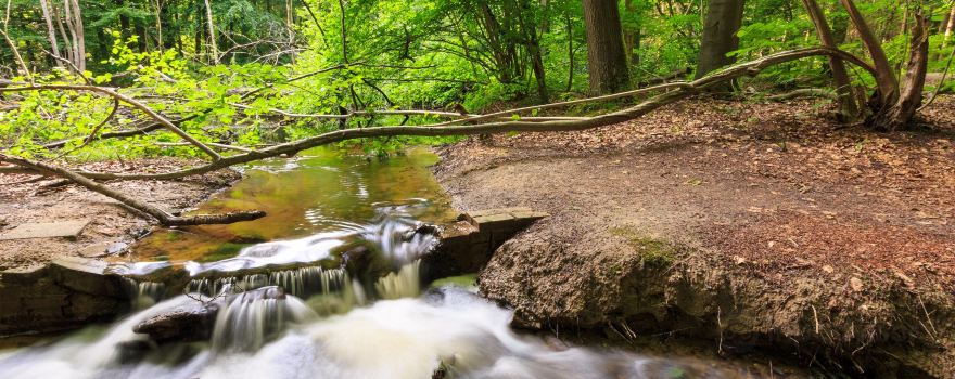 Waterloopbos