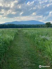 Catskill Center Thorn Preserve