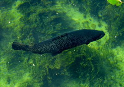 The Oden State Fish Hatchery