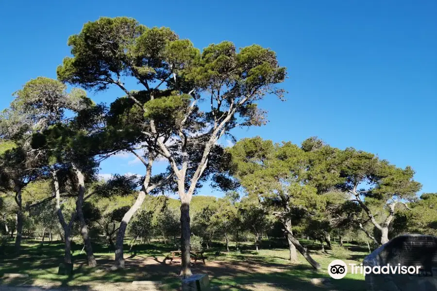 Pinares de Rostrogordo