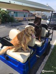 Peyton's Beach Carts