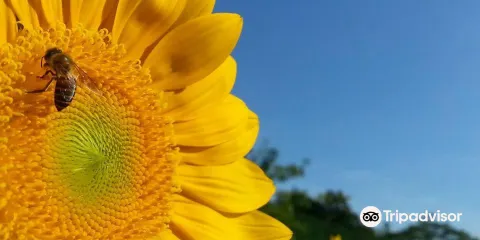 螢火蟲健康蔬菜農場