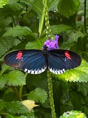 The Butterfly Place