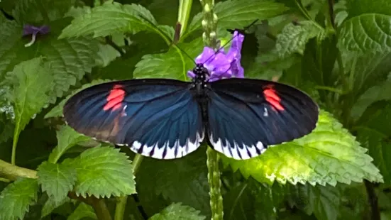 The Butterfly Place