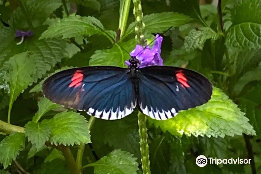 The Butterfly Place