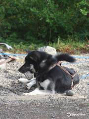 Sled Dog Demonstration