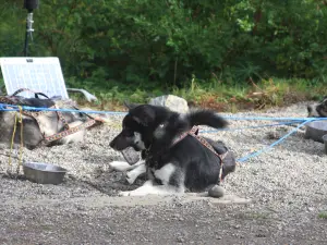 Sled Dog Demonstration