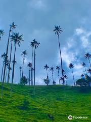 Valle del Cocora