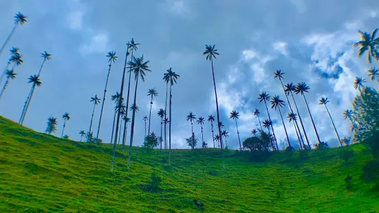 Valle del Cocora