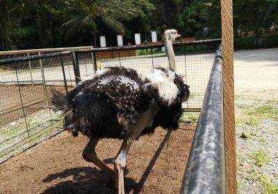 Loboc Wildlife & Nature Park