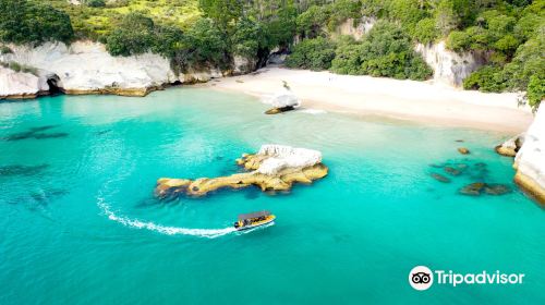 Ocean Leopard Tours Cathedral Cove Boat Tour