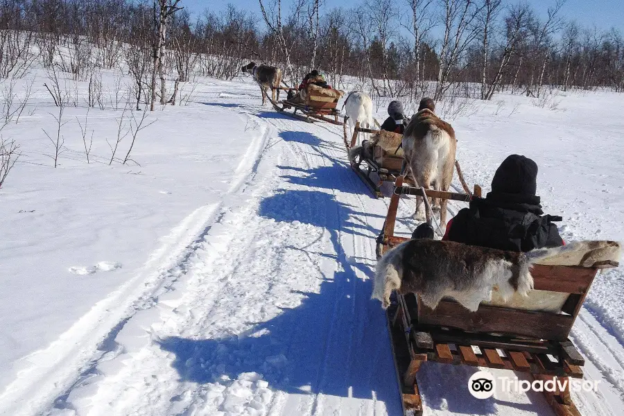 Giron Reindeer