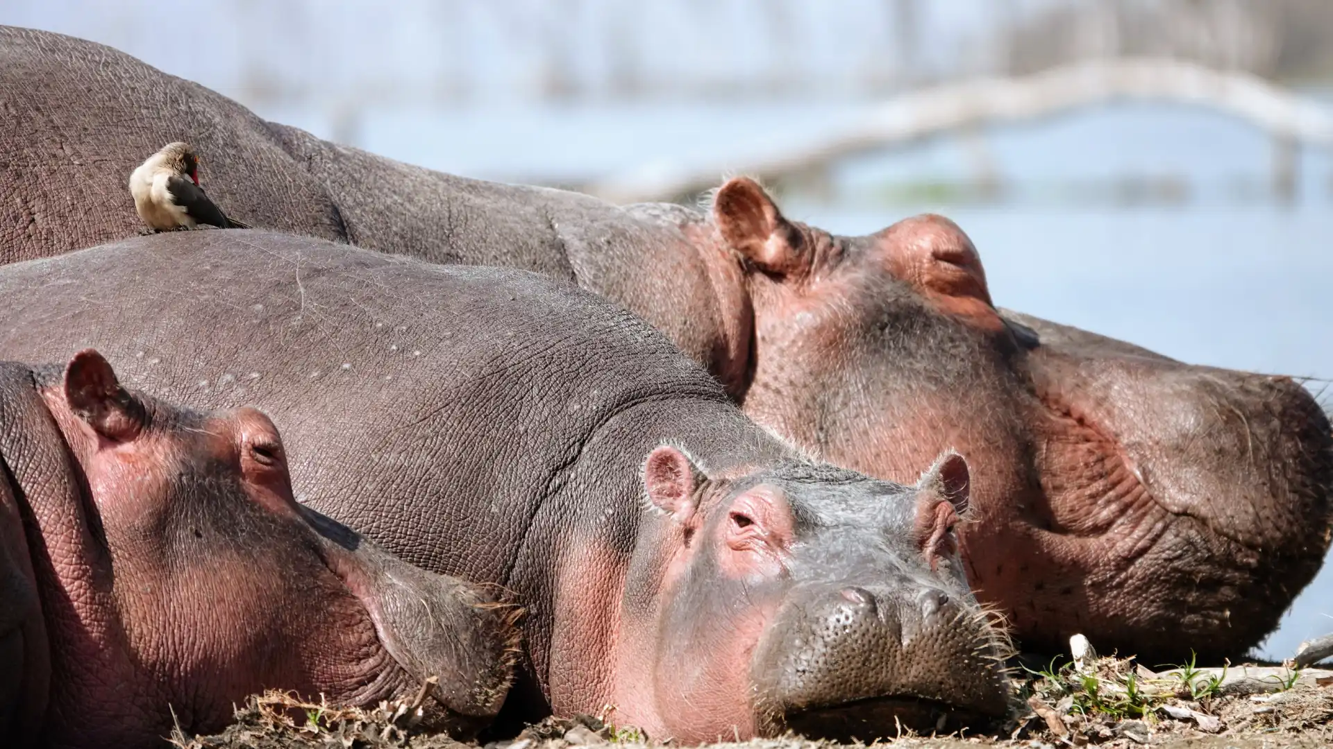 Hotels near Crescent Island Game Sanctuary