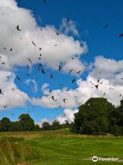 Red Kite Feeding Station & Rehabilitation Centre