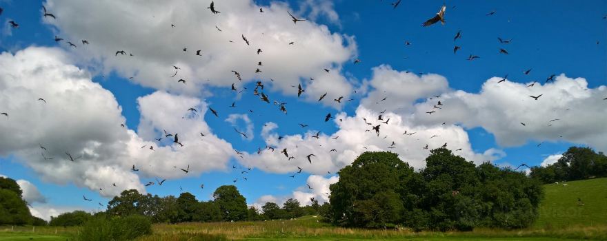Red Kite Feeding Station & Rehabilitation Centre