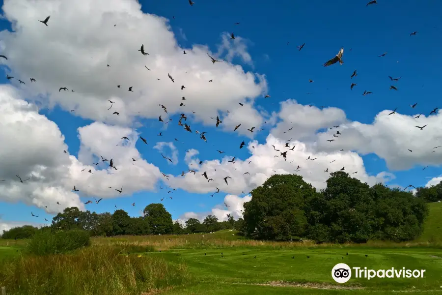 Red Kite Feeding Station & Rehabilitation Centre