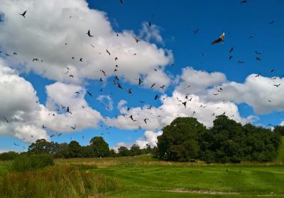 Red Kite Feeding Station & Rehabilitation Centre