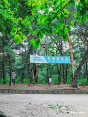 Hongneung Forest (Arboretum)