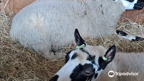 Schapenboerderij Texel