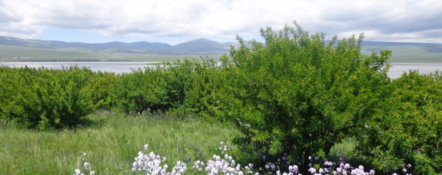 Lake Arpi National Park