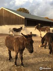 The Donkey Sanctuary, Ivybridge