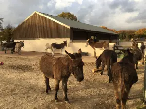 The Donkey Sanctuary, Ivybridge