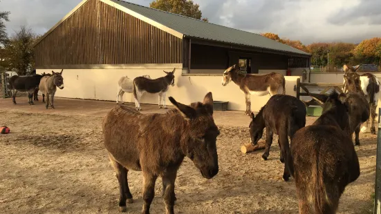 The Donkey Sanctuary Ivybridge
