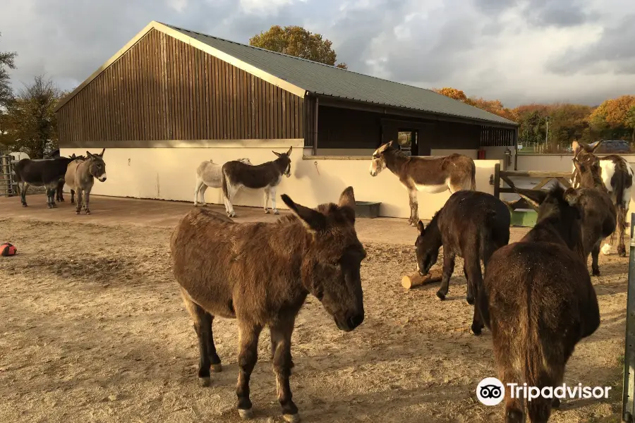 The Donkey Sanctuary, Ivybridge