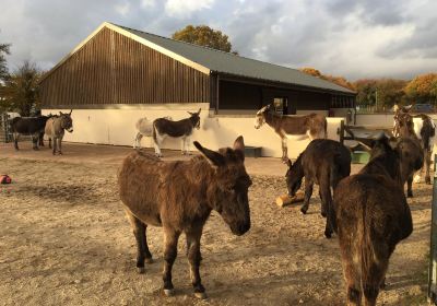 The Donkey Sanctuary, Ivybridge