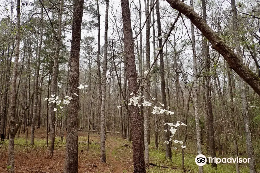 Tuskegee National Forest