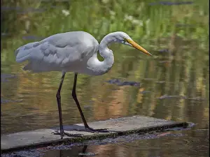 Morro Coast Audubon Society Sweet Springs Nature Preserve