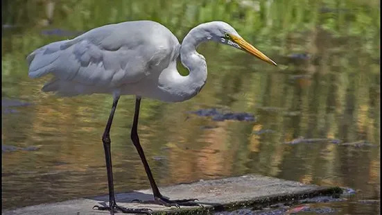 Sweet Springs Nature Preserve