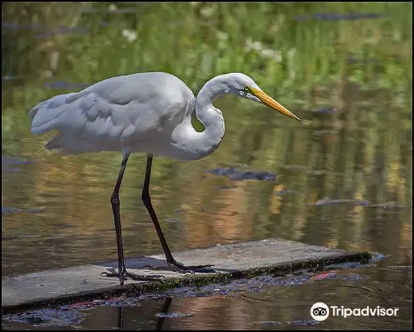 Morro Coast Audubon Society Sweet Springs Nature Preserve