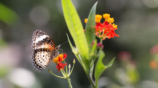 Papiliorama