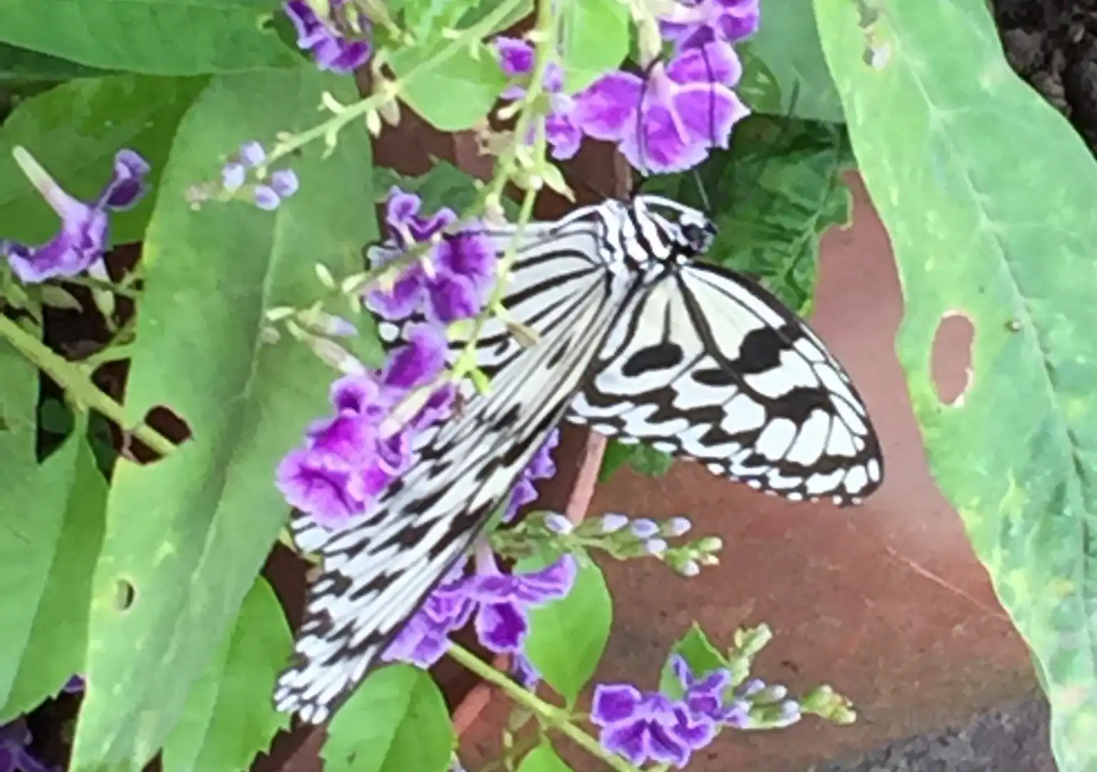 Các khách sạn gần Alexander Butterfly Ecology Farm