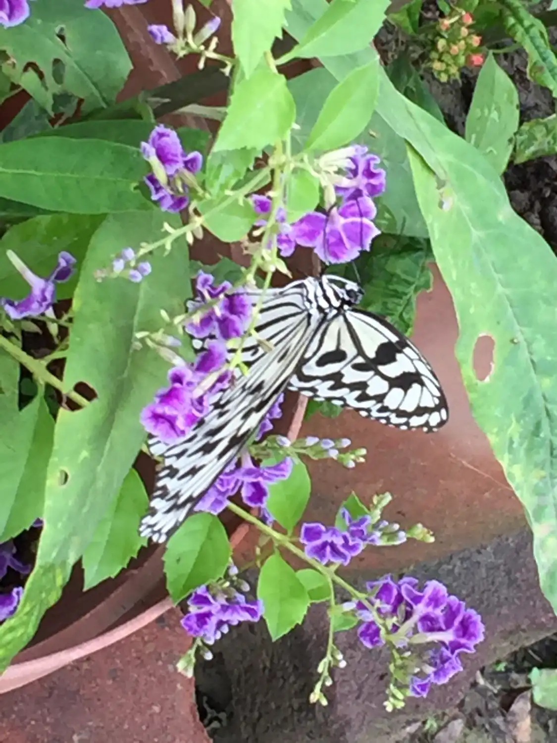 Hotel in zona Alexander Butterfly Ecology Farm