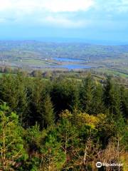 Belmore Forest - Pollnagollum Cave Walk