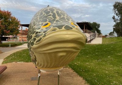 Giant Murray Cod